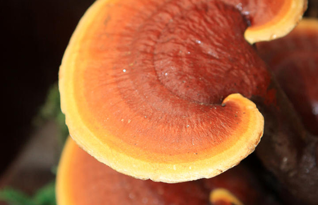 How can antioxidants achieve twice the result with half the effort?