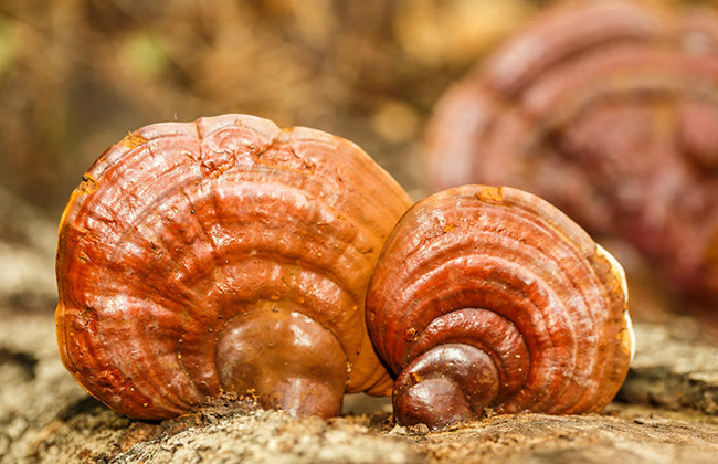 Natural super antioxidant - ergothioneine